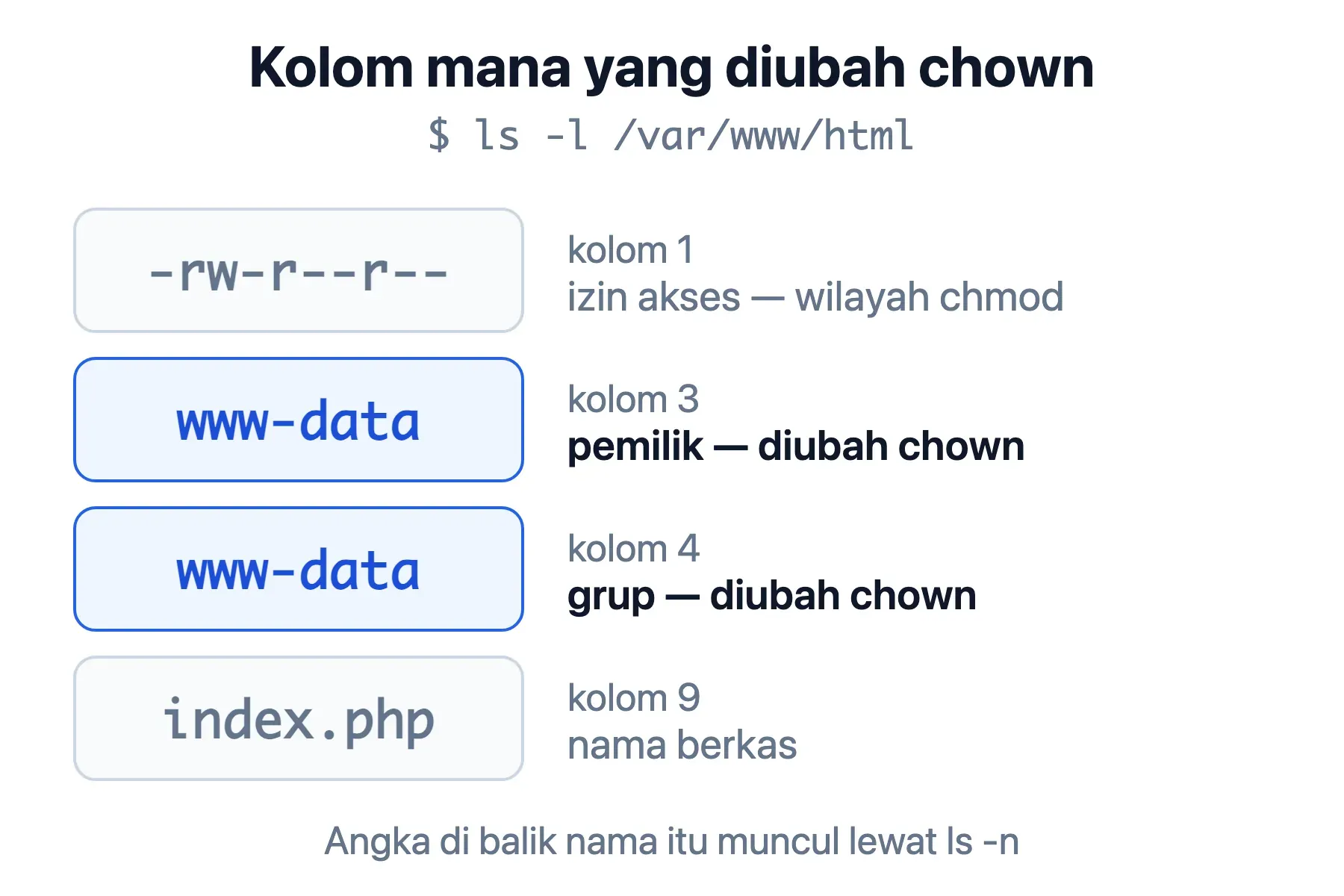 Dari kolom ls -l, chown hanya mengubah kolom ketiga (pemilik) dan keempat (grup); kolom pertama milik chmod.
